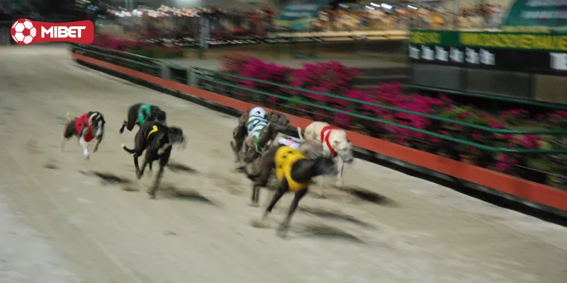 Cá cượ̣c đua chó - Bật mí cách chơi cá cược dễ thắng