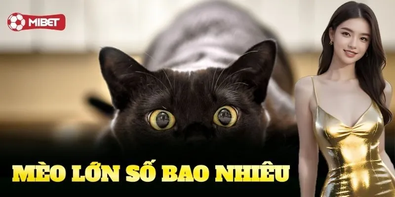 Mèo Lớn Số Bao Nhiêu Mibet